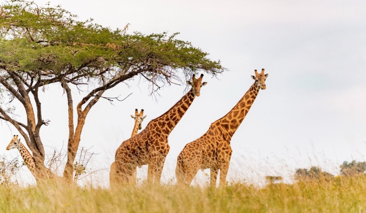 Akagera National Park Named Among World’s Top 25 Must-Visit Destinations for 2026 by National Geographic